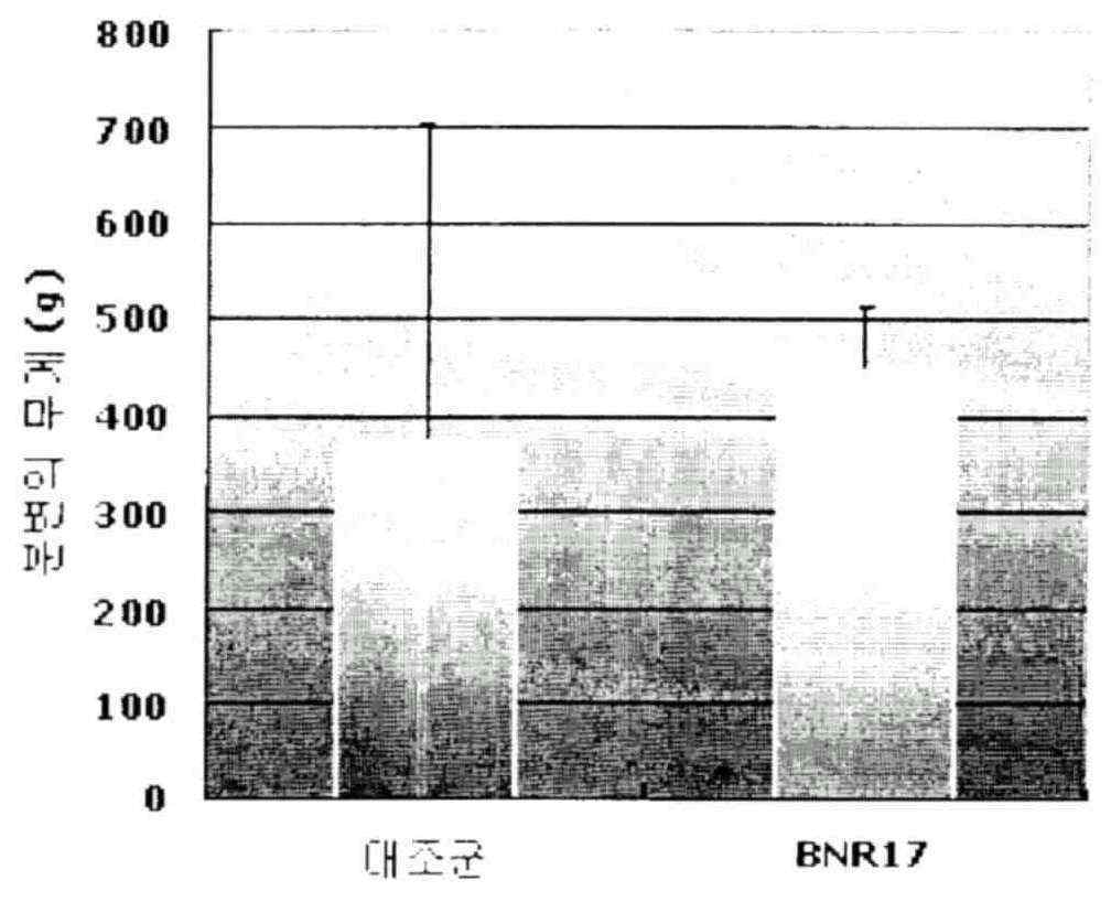 Рисунок 5: объём фекалий в контрольной группе и группе BNR17